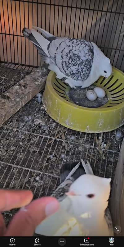 sentient pigeon breeding pair or Norwich pigeon breeding pair
