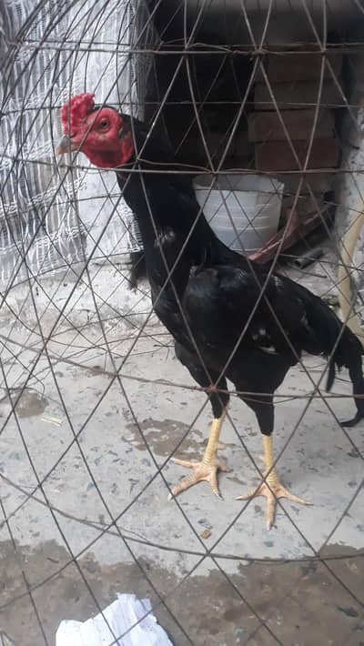 Pakistani Aseel Murga