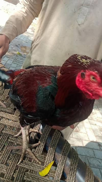 urgent sale need money