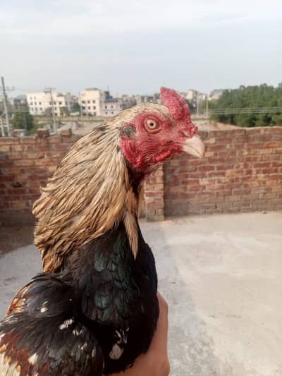 Mianwali Java patha for sale