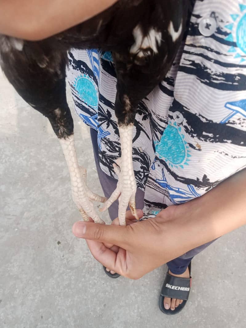 Mianwali Java patha for sale 1