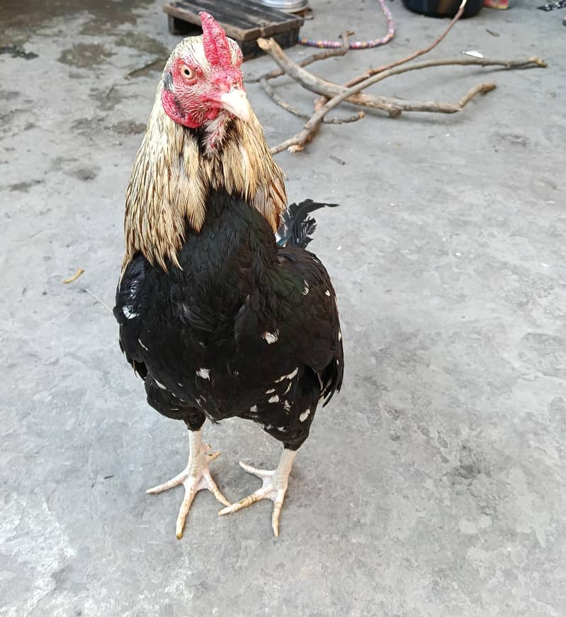 Mianwali Java patha for sale 2