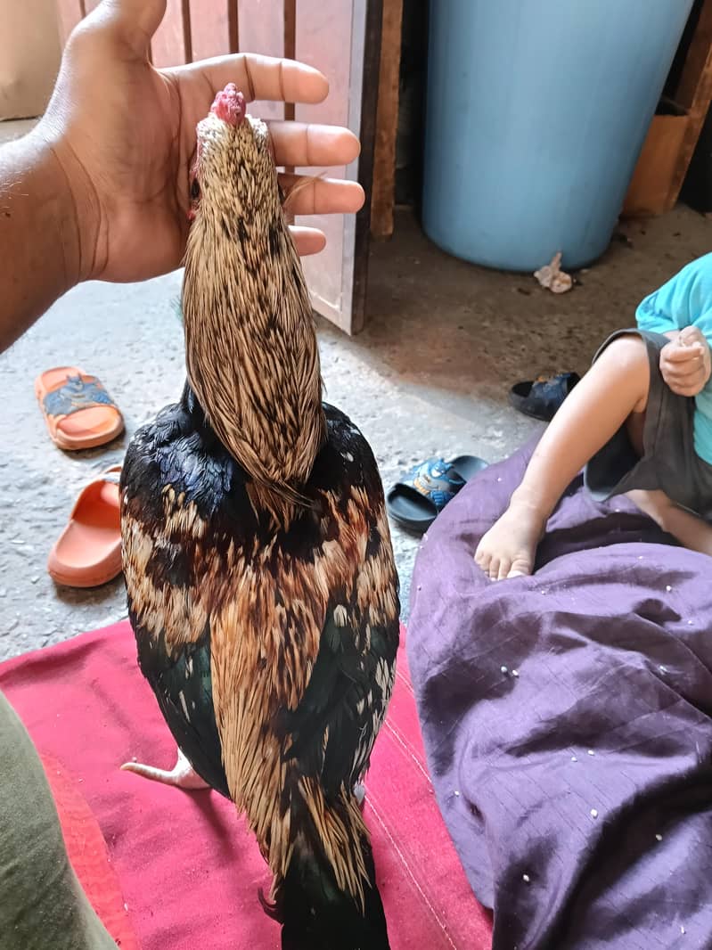 Mianwali Java patha for sale 3