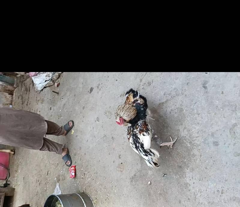 Mianwali Java patha for sale 4