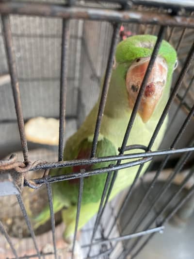 Talking n tame parrot