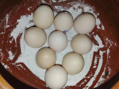 Fertile eggs for sale