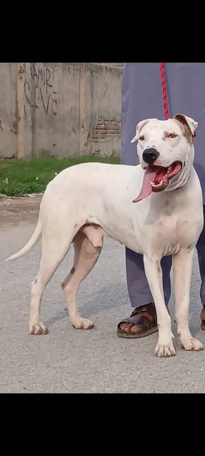 gultair male dog for sale