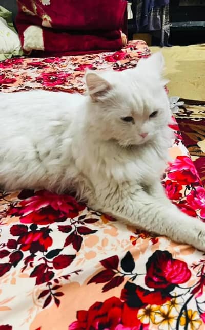 Golden eyed New Best Friend! Gorgeous Fluffy White Cat triple coat