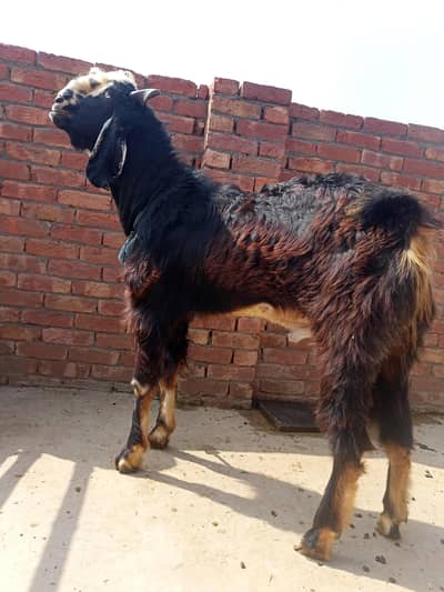black bakra for sale
