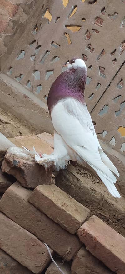 urgent sale kot khadim ali sha