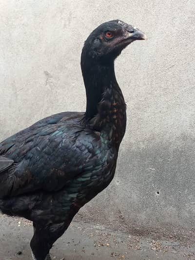 Barmi pakoi femail 7 month age