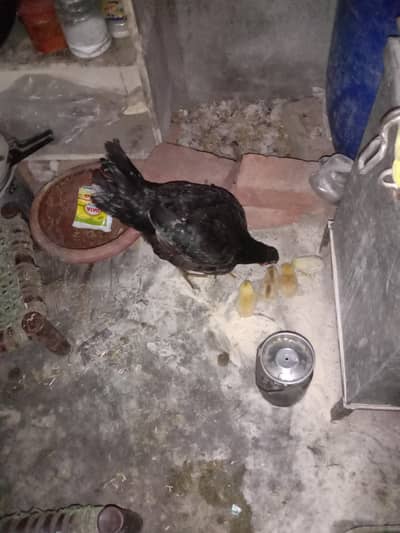 ASEEL MURGA AND MURGI