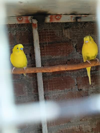 urgemt sale for breeder bugies pair