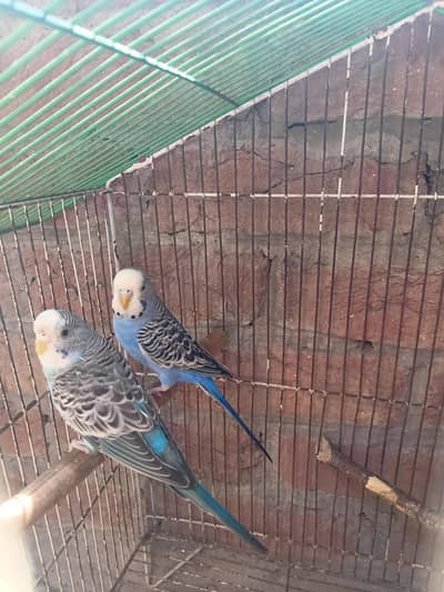 urgemt sale for breeder bugies pair