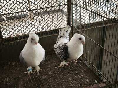 beautiful fancy blue santinate breeder pair healthy and active