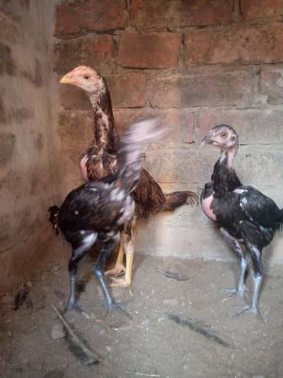 dragon pakoye gamer birds ha