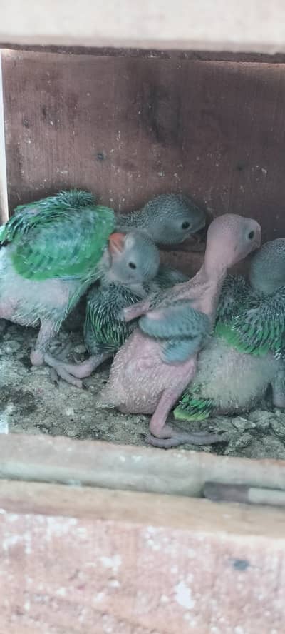 mashalha local breed green chik