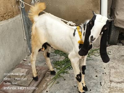 Bakra For seal Panjab nasal ka Bakra hai 0.3. 1.5. 2.8. 2.2. 7.2.2. num