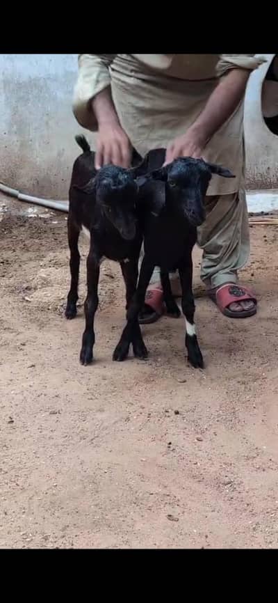 Bakra bakri