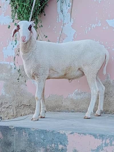 khobsurat dumbe sheep