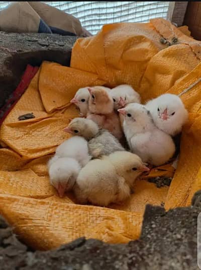 Aseel Heera chicks