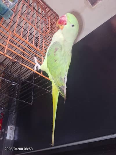 fully friendly hand team parrot for sale 03054636833