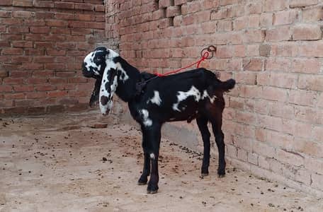 pure beetle nesaal ka Bakra