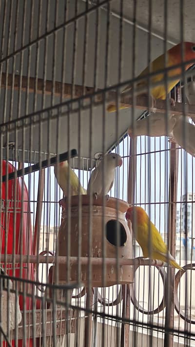love birds, bengalese,lady gouldian finch for sale