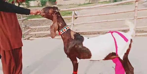 bacchon wali bakri for sale 03033477978