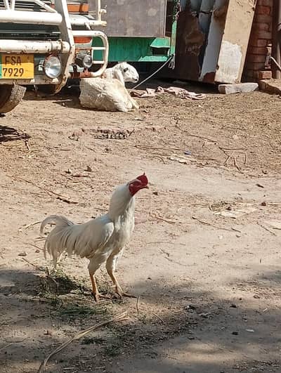 breeder Heera scene birds age 3 years