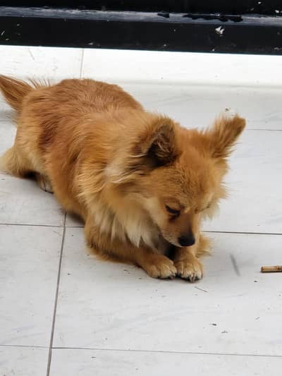 Chihuahua pup for Sale