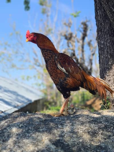 Peela kili taja breeder.