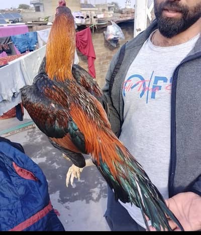 mazboot murga hai or acha bi 03348211012