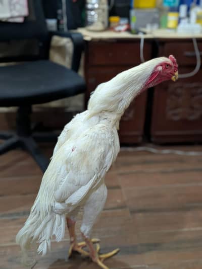 shammo seel herra