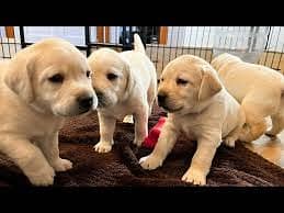 British Labra | Puppies | labrador | Dog | Labra Puppy | Labra