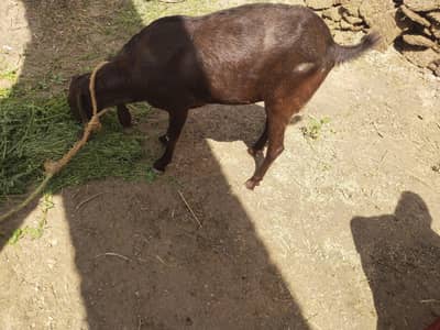 دوغلی نسل کی خوبصورت بکری 3ماہ کبھن جس کسی کو چاہیے رابط کریں