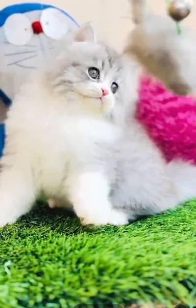 Persian cat triple cod for sale,my WhatsApp 03464644037