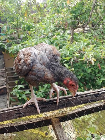 aseel madiyan or pattay