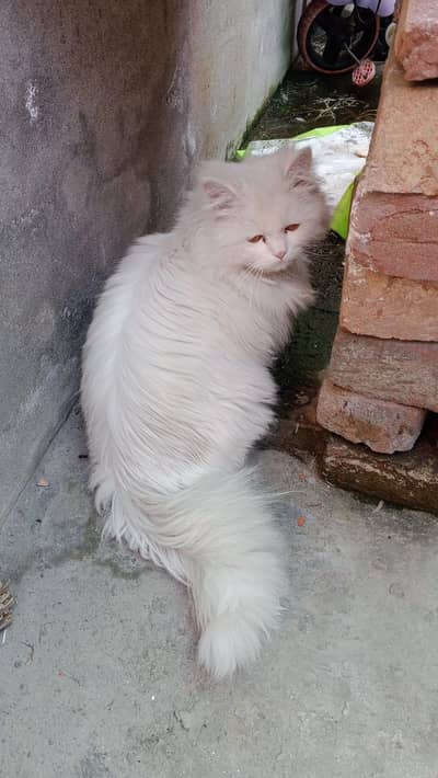 male Persian cat age   9 month  for sale