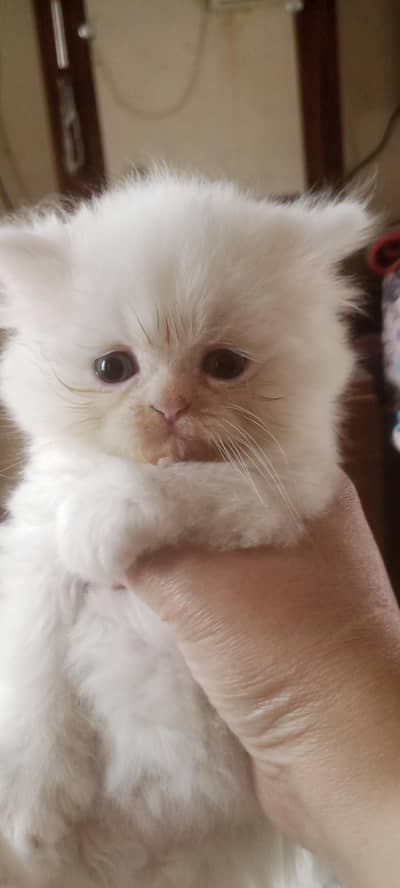 Persian breed pure punch face