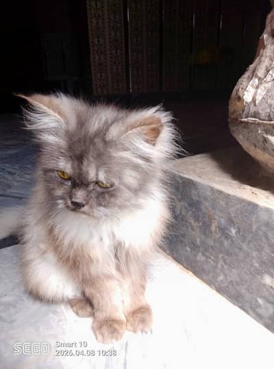 gray and white color cat