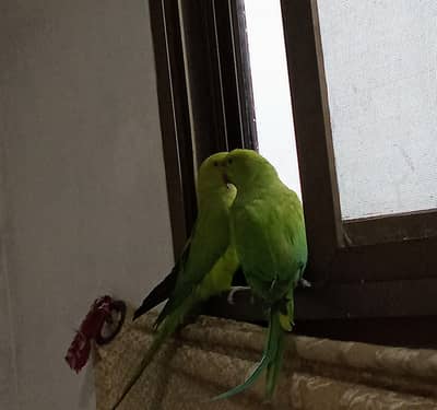Parrot | Green Parrot | High Quality Parrots | Parrots For Sale