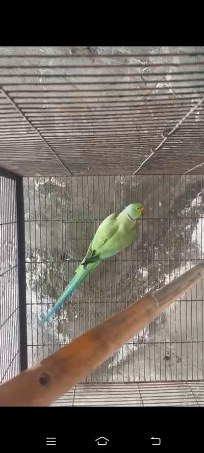 Breeder pair with 6 eggs with box