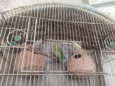 budgies sale
