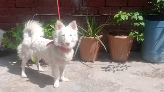 Russian Dog Available Healthy And Active