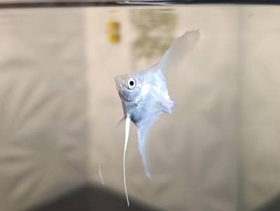 Extremely active and Playful Angelfish for sale. Angel fish.