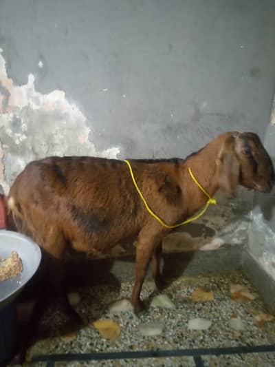 Goat bakri for sale Gaban 03125111601