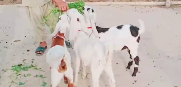 3 Bacchon Ka Sath Desi Bakri For Sale, +03258956386