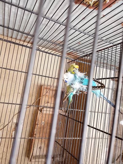 hogoromo pair double flower for sale