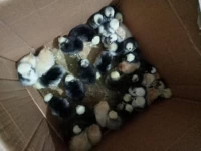 polish chicks and golden buff chicks